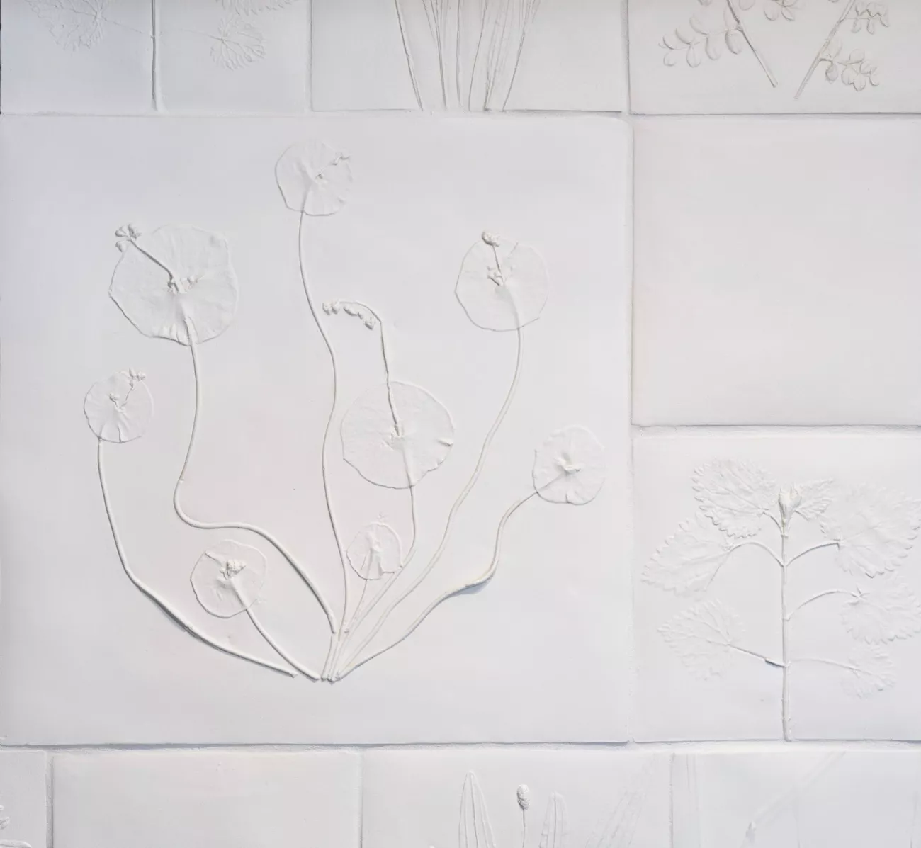 Les plantes