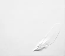 Les plumes